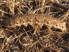Agrius Convolvuli
