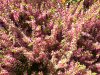 Calluna volgaris rosa