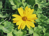 Helianthus tuberosus