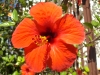 Hibiscus rosa-sinensis