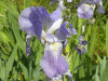 Iris Blue