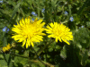 Tarassaco - Taraxacum officinale