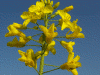 Colza Gialla